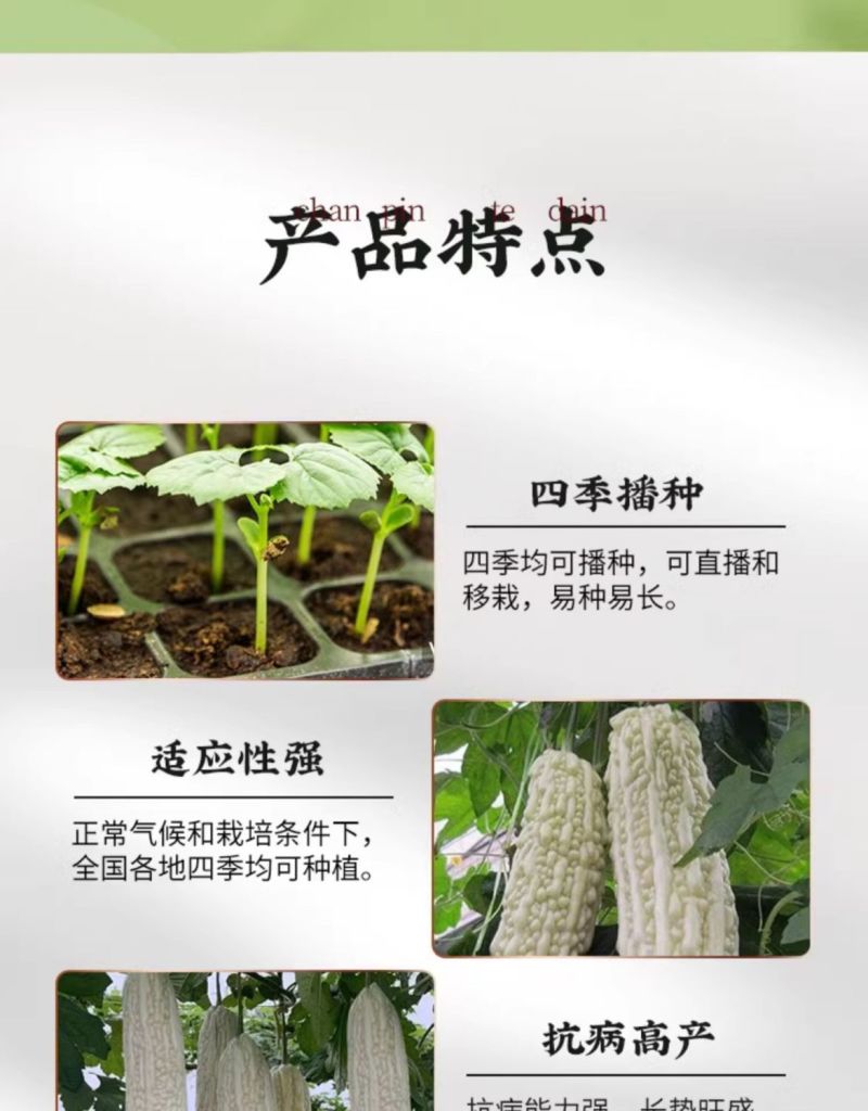 苦瓜秧苗青苦瓜秧苗白苦瓜秧苗穴盘苗