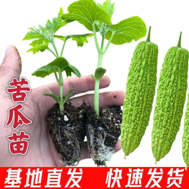 苦瓜秧苗青苦瓜秧苗白苦瓜秧苗穴盘苗