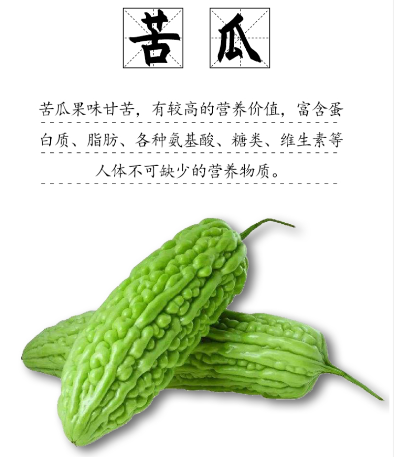 苦瓜秧苗青苦瓜秧苗白苦瓜秧苗穴盘苗