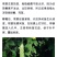 苦瓜秧苗青苦瓜秧苗白苦瓜秧苗穴盘苗