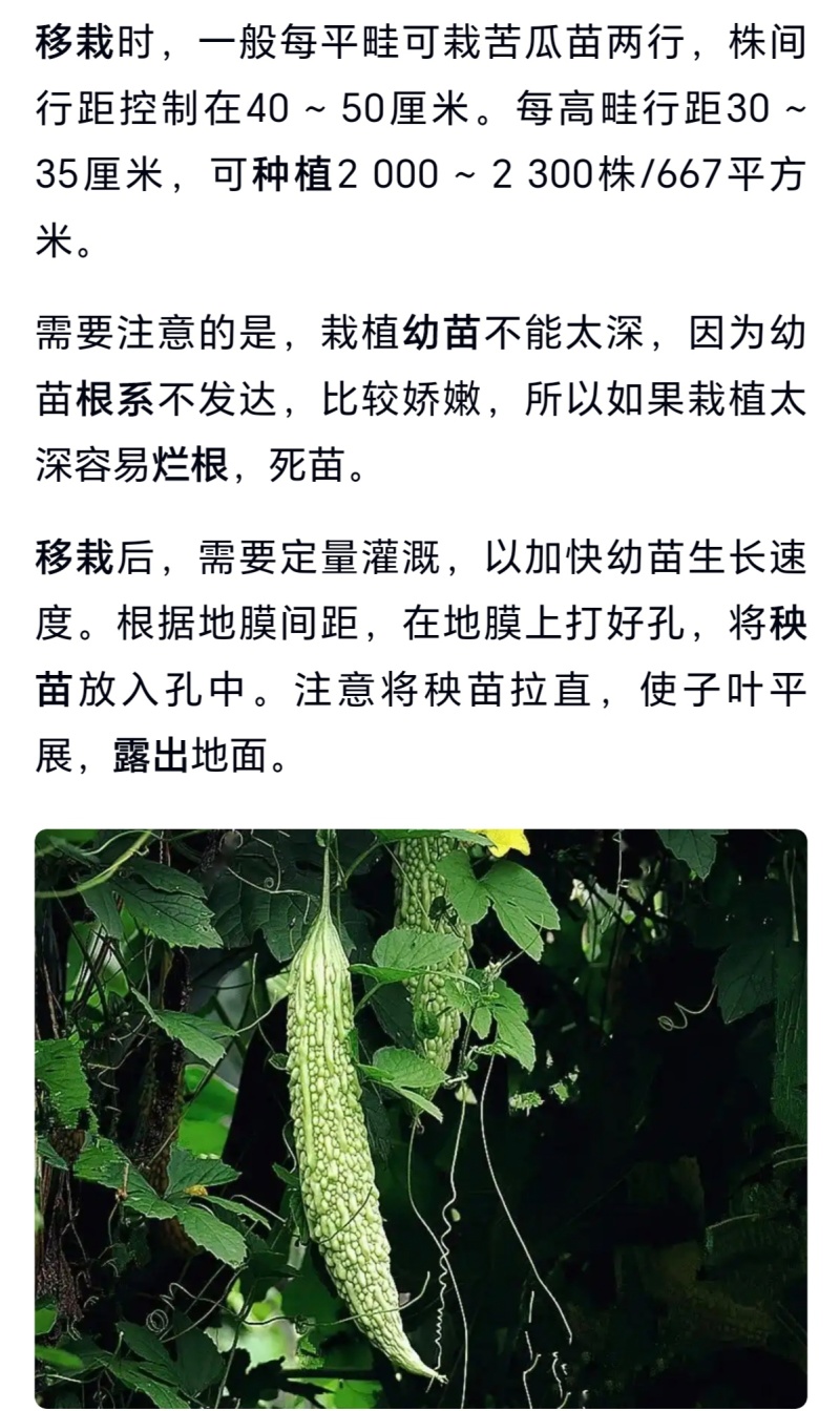 苦瓜秧苗青苦瓜秧苗白苦瓜秧苗穴盘苗