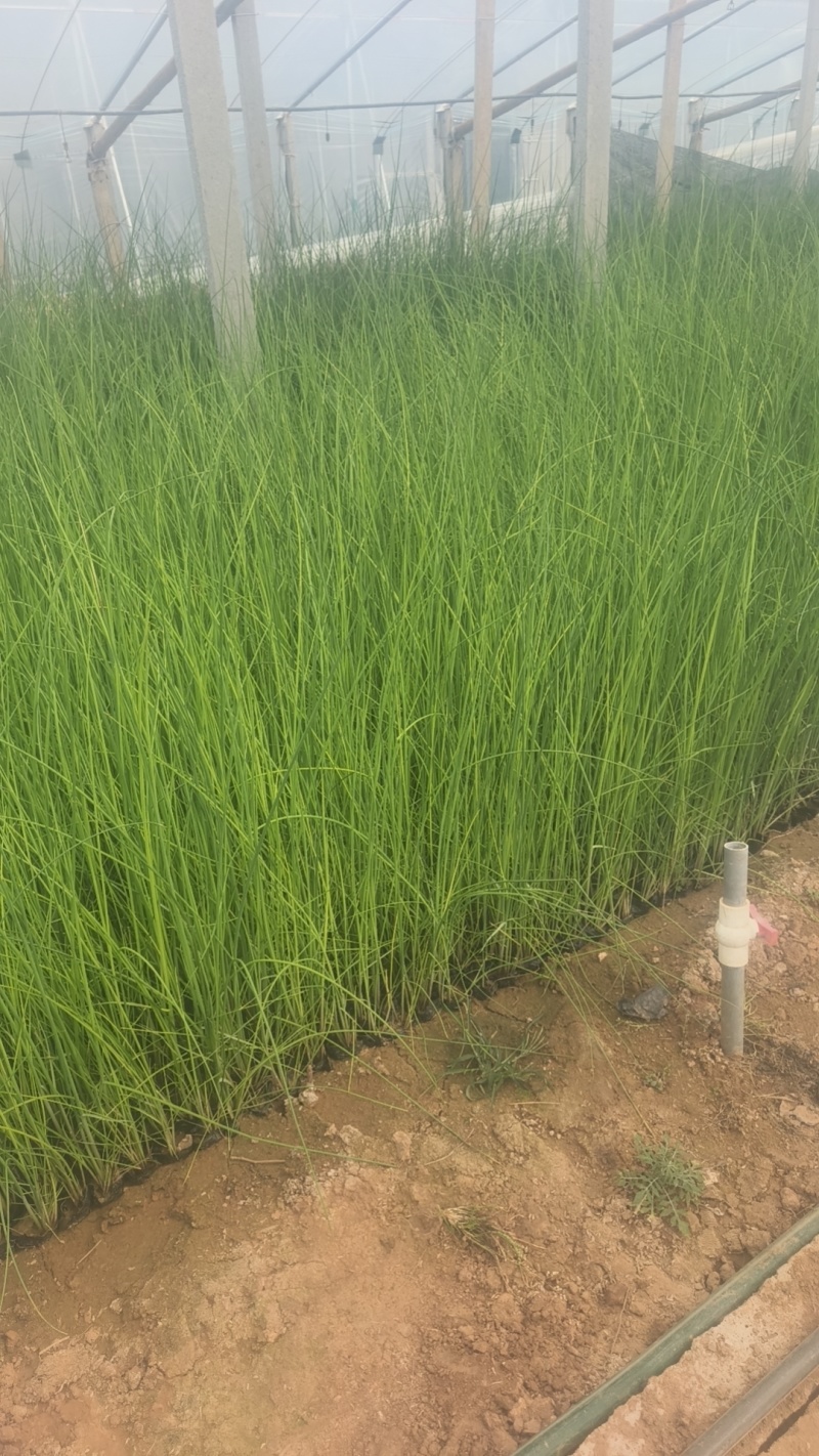 水葱