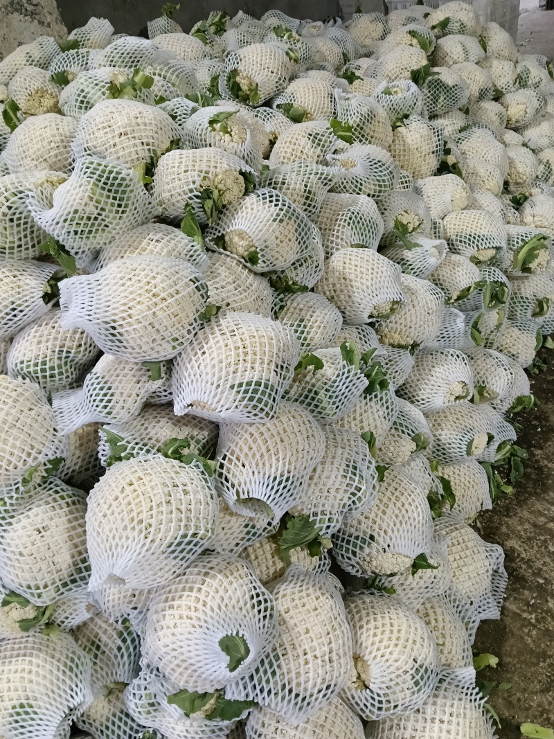 河南，青梗有机花，大量上市，大量供应，欢迎采购商洽谈合作