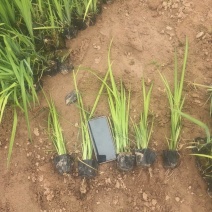 黄菖蒲