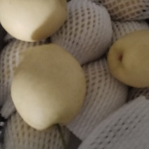 景泰皇冠梨