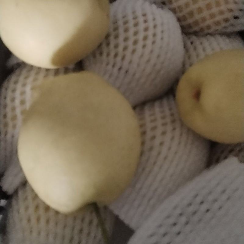 景泰皇冠梨