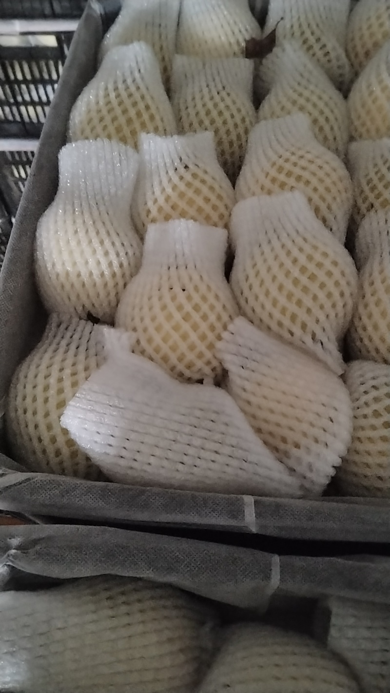 景泰皇冠梨