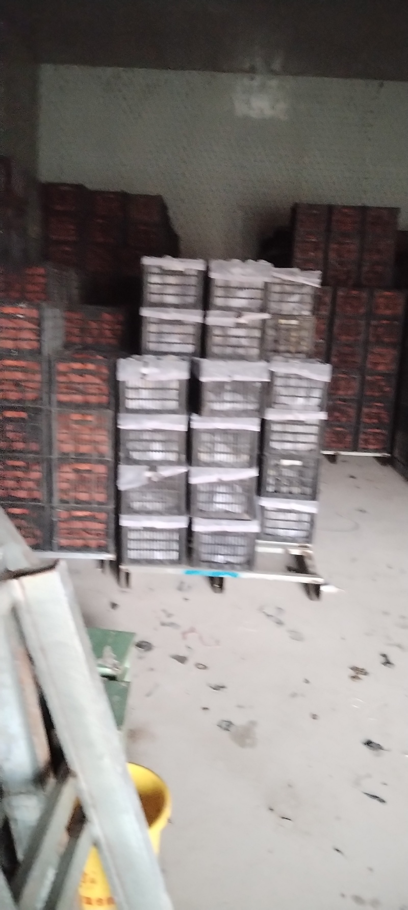 景泰皇冠梨