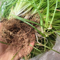 小肺筋草、金丝玉麦等