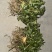 顶花板凳果