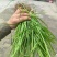 小肺筋草、金丝玉麦等