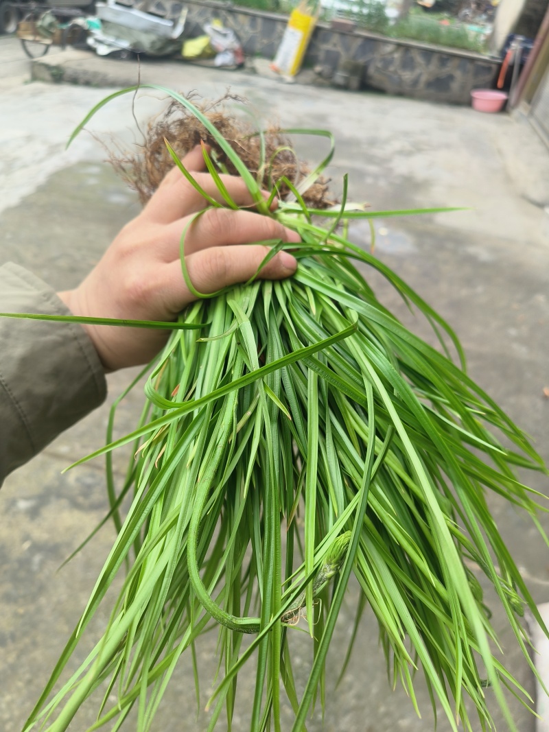 小肺筋草、金丝玉麦等