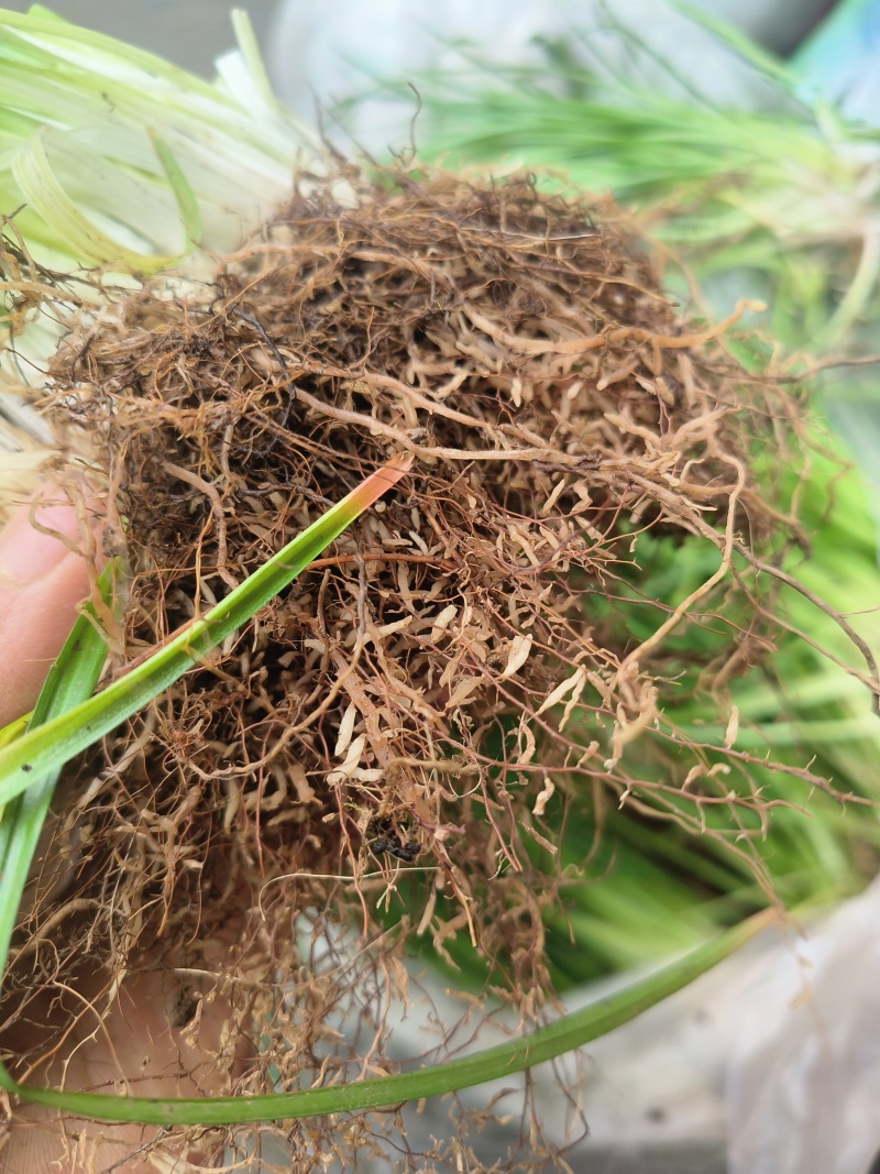 小肺筋草、金丝玉麦等