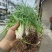 小肺筋草、金丝玉麦等