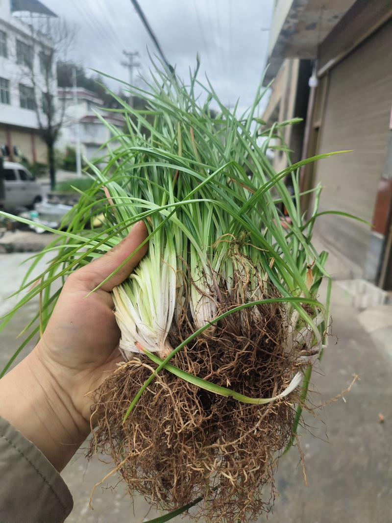 小肺筋草、金丝玉麦等