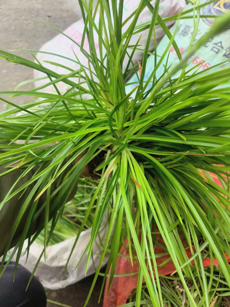 小肺筋草、金丝玉麦等