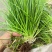 小肺筋草、金丝玉麦等
