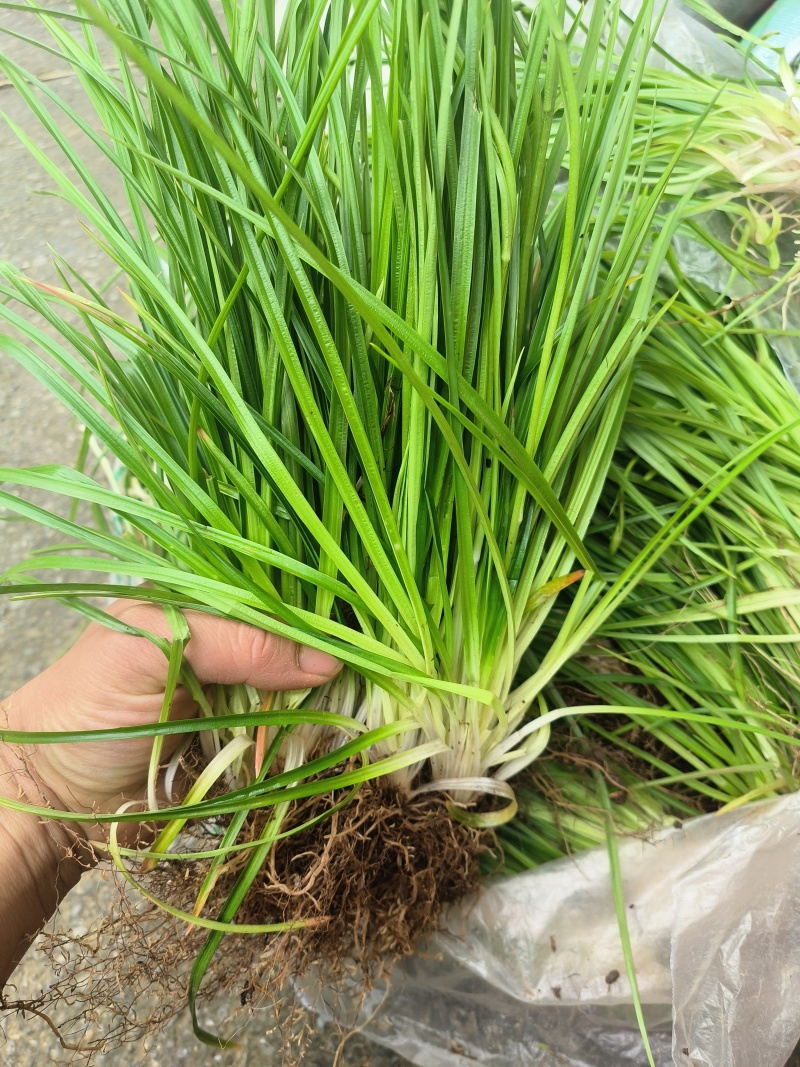 小肺筋草、金丝玉麦等