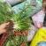 小肺筋草、金丝玉麦等