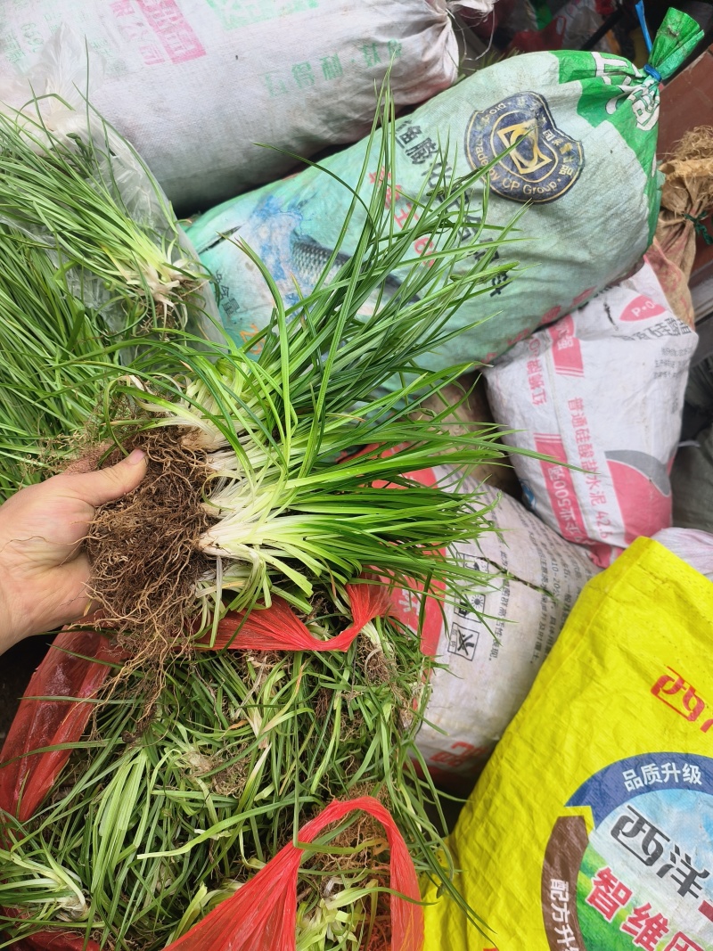 小肺筋草、金丝玉麦等