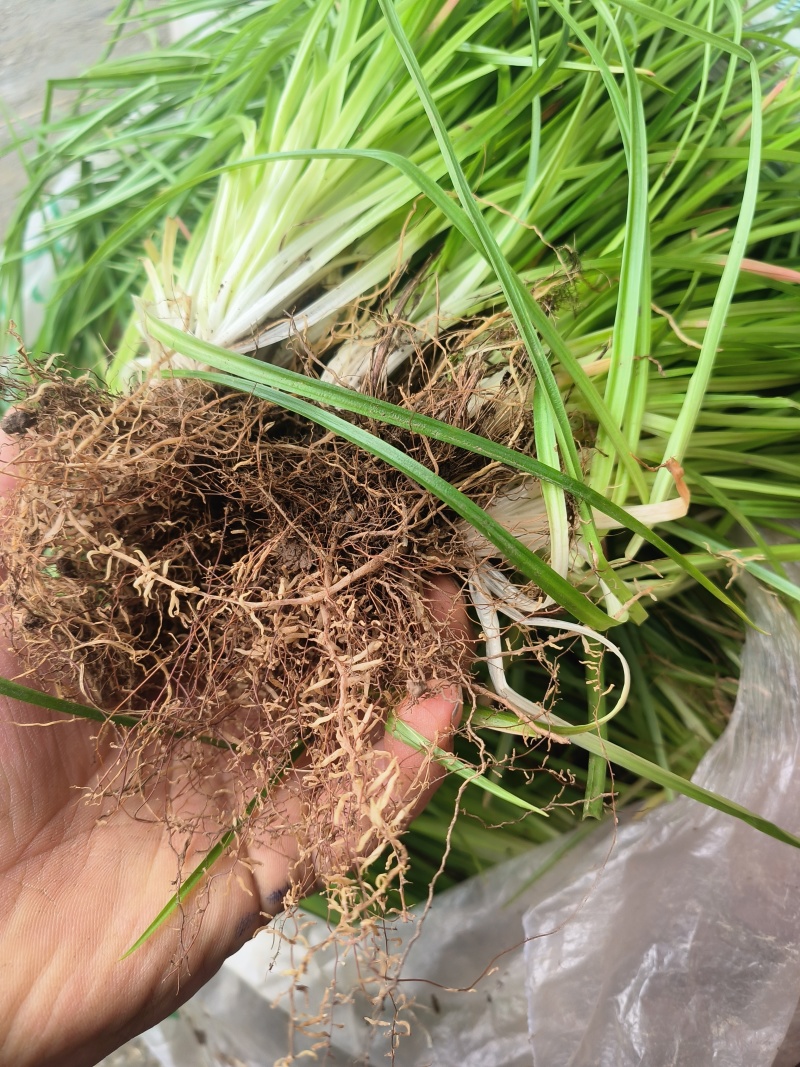 小肺筋草、金丝玉麦等
