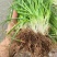 小肺筋草、金丝玉麦等