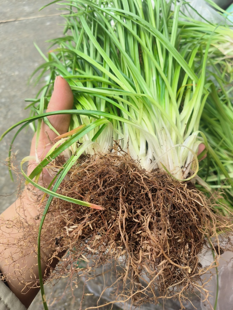 小肺筋草、金丝玉麦等