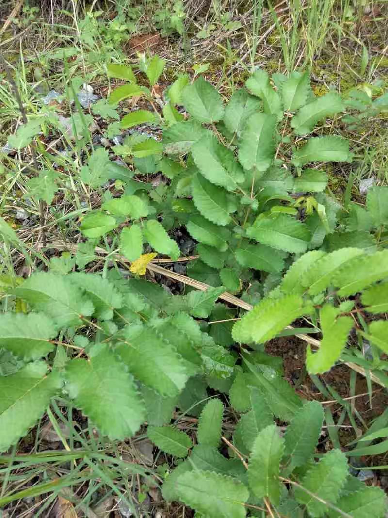 大别山野生/地榆/26年新货