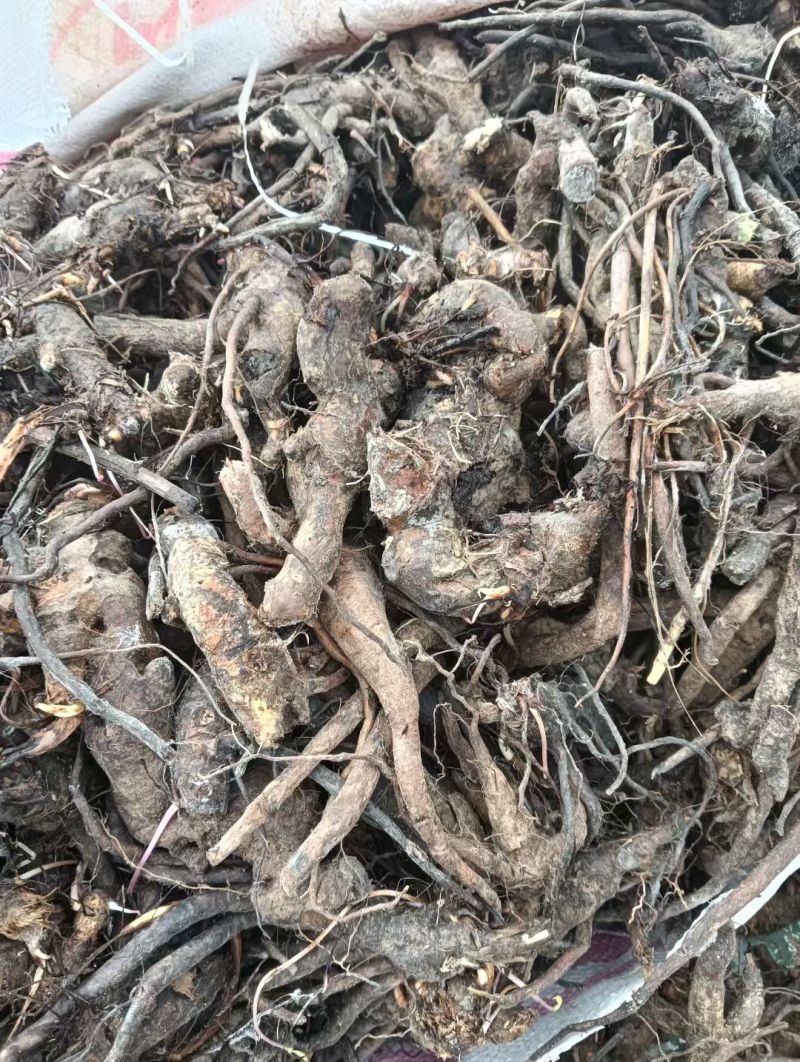 大别山野生/地榆/26年新货