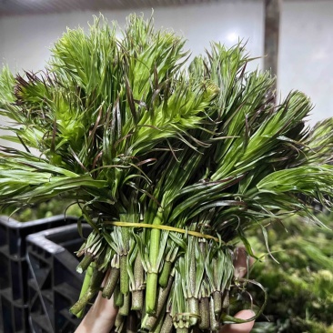 云南新鲜野生节节菜黄精尖现采现发时令蔬菜