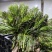 云南新鲜野生节节菜黄精尖现采现发时令蔬菜
