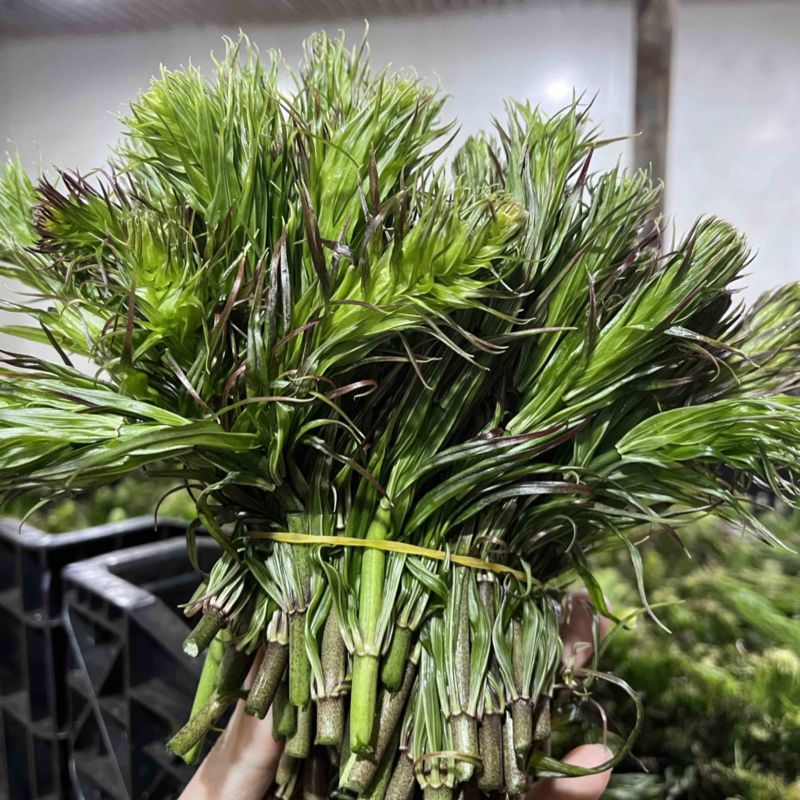 云南新鲜野生节节菜黄精尖现采现发时令蔬菜