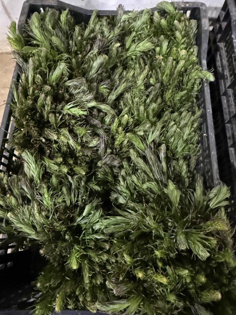 云南新鲜野生节节菜黄精尖现采现发时令蔬菜