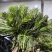 云南新鲜野生节节菜黄精尖现采现发时令蔬菜