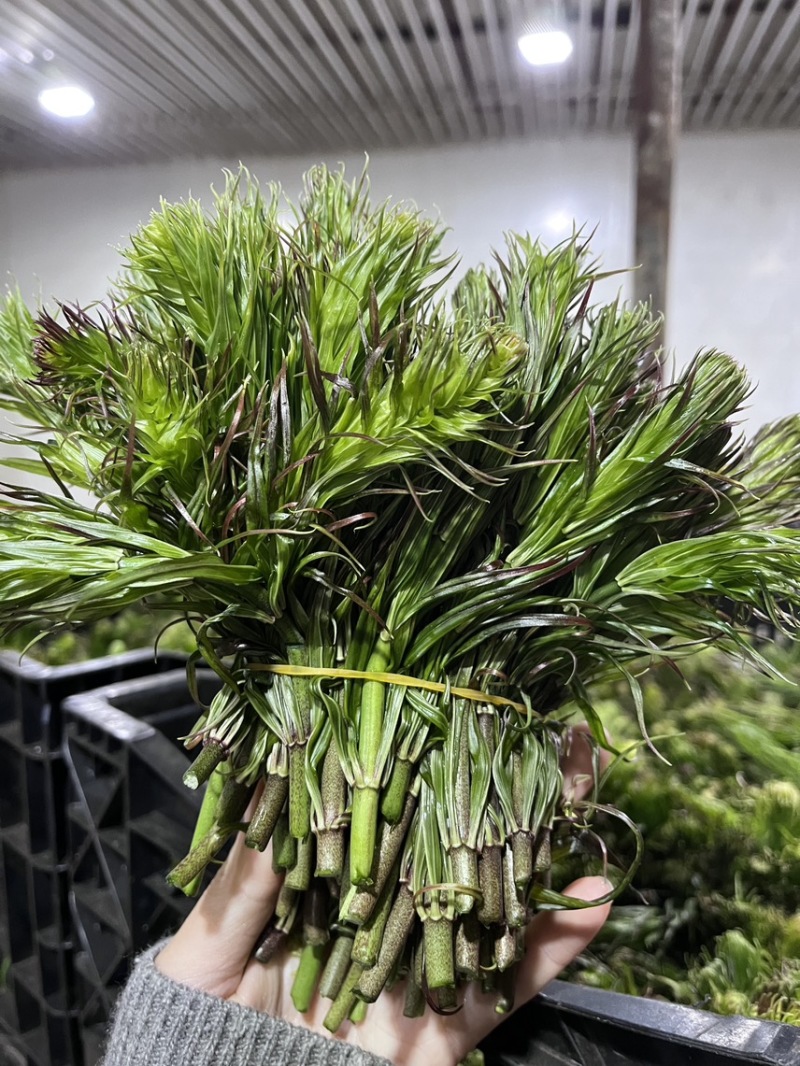 云南新鲜野生节节菜黄精尖现采现发时令蔬菜