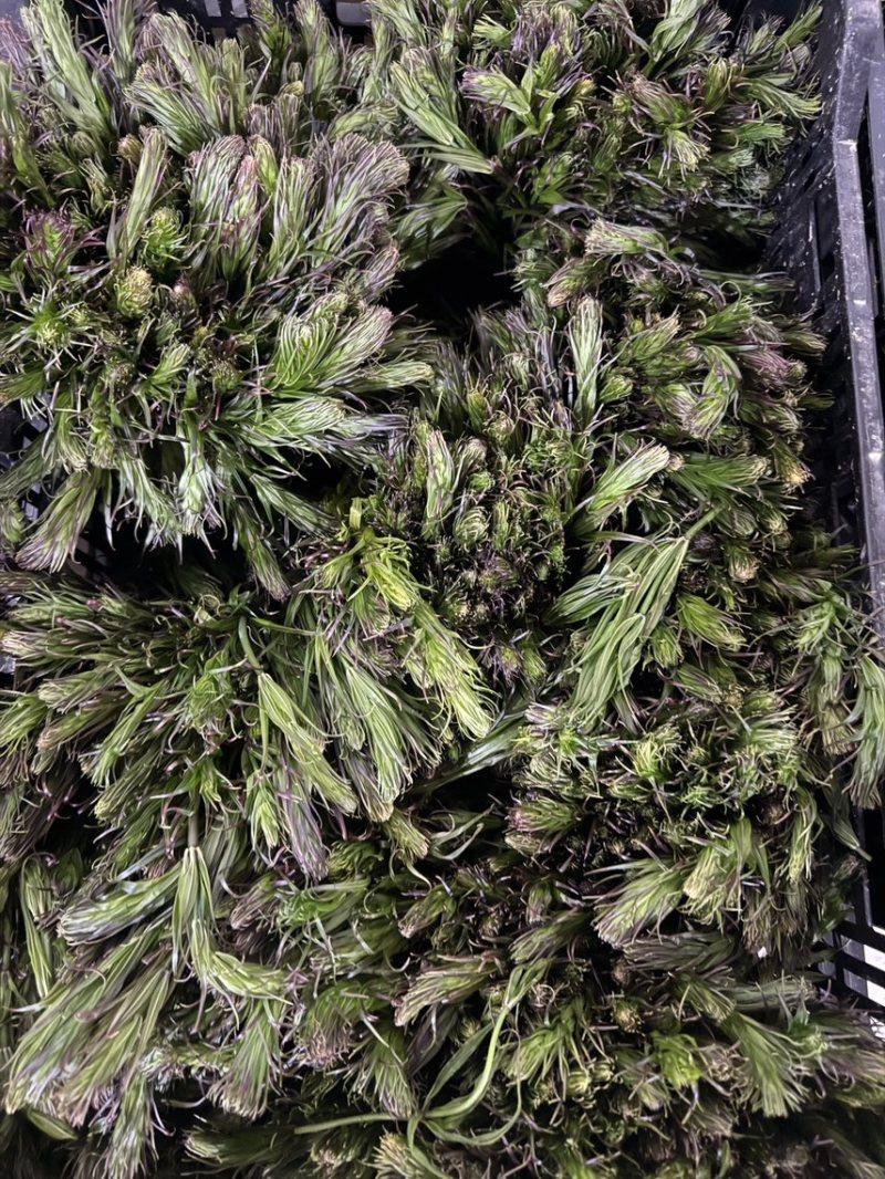 云南新鲜野生节节菜黄精尖现采现发时令蔬菜