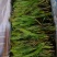 云南新鲜野生节节菜黄精尖现采现发时令蔬菜