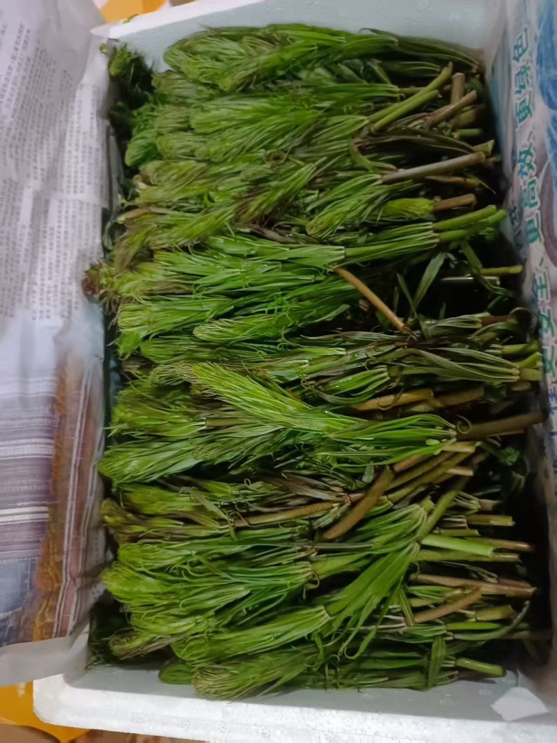 云南新鲜野生节节菜黄精尖现采现发时令蔬菜