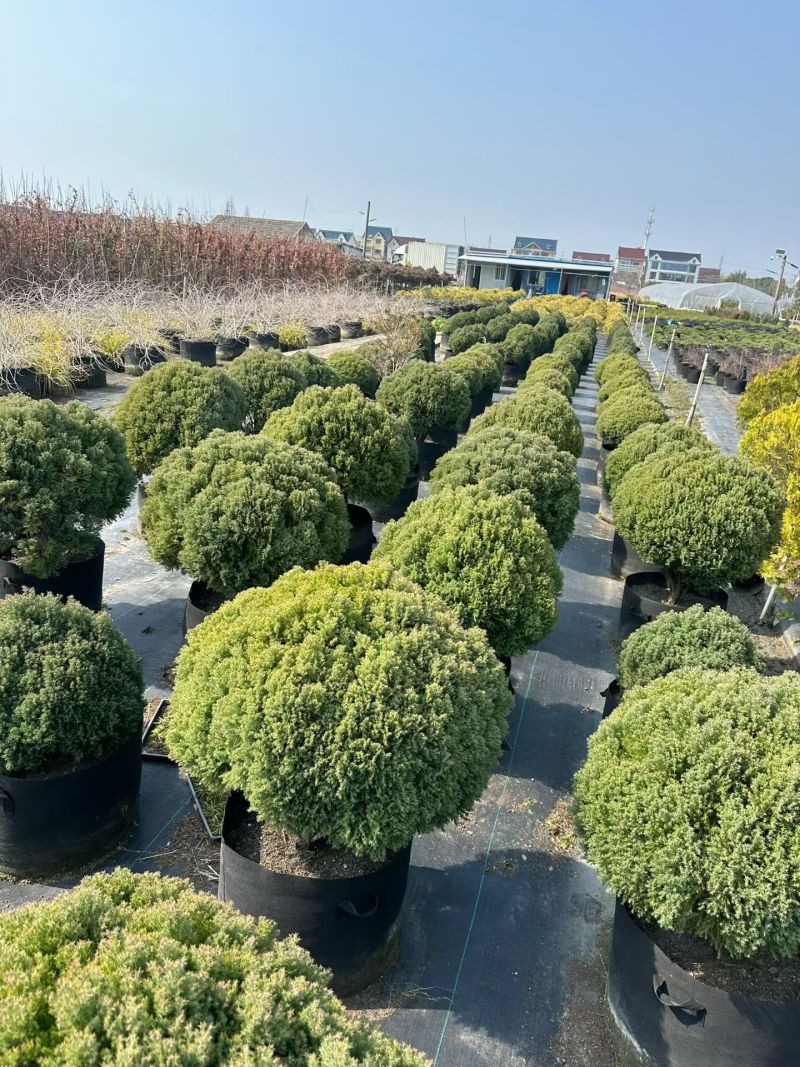 皮球柏2加仑、5加仑，基地有量，欢迎来一亩田订购。