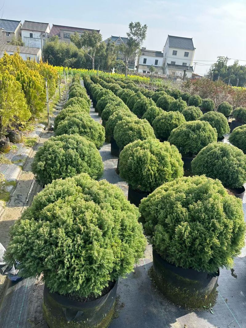 皮球柏2加仑、5加仑，基地有量，欢迎来一亩田订购。