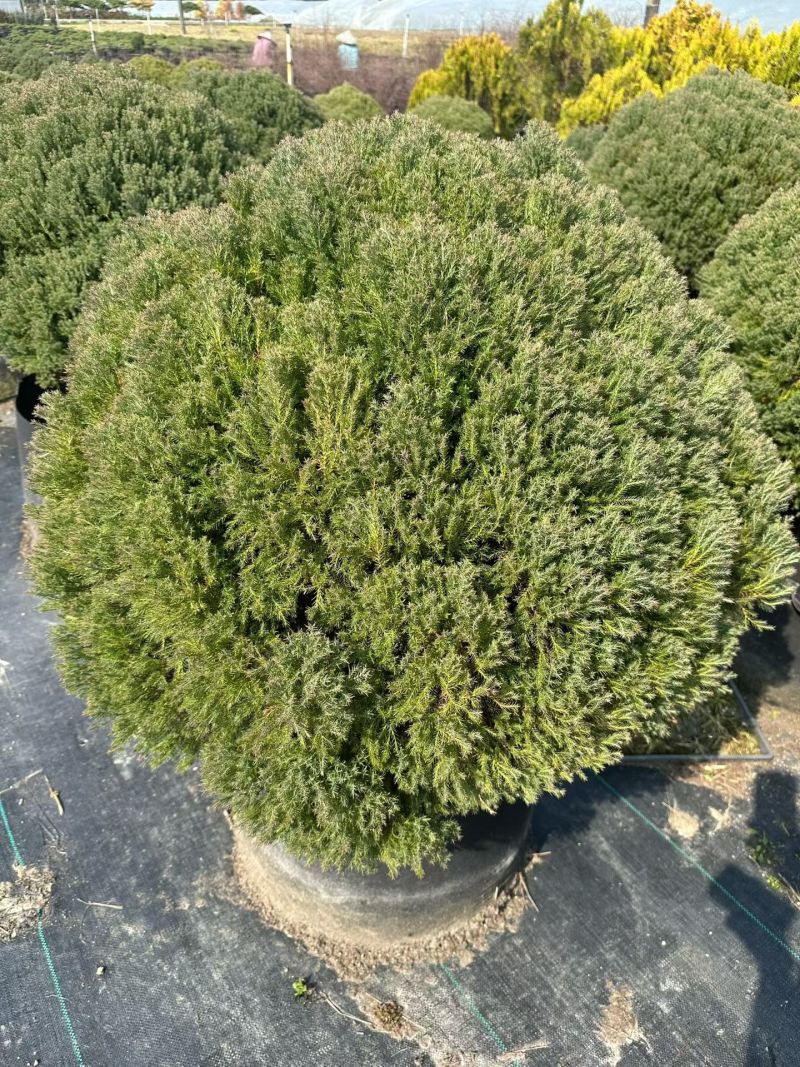 皮球柏2加仑、5加仑，基地有量，欢迎来一亩田订购。