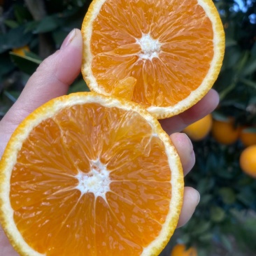 橙子