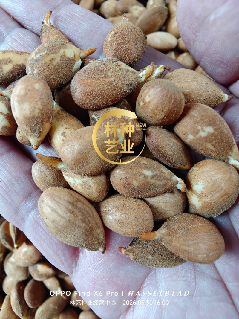 毛桃芽桃树种子果树种子桃仁嫁接砧木桃树梨树柿子山