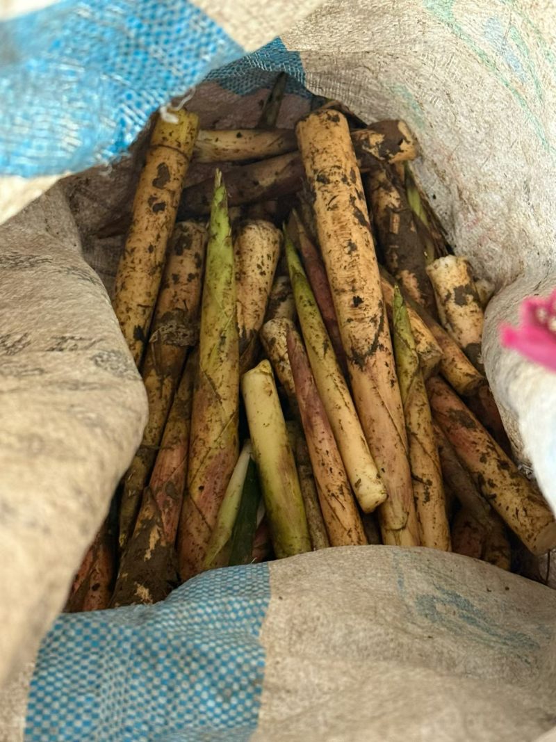 高山油竹笋马上上市