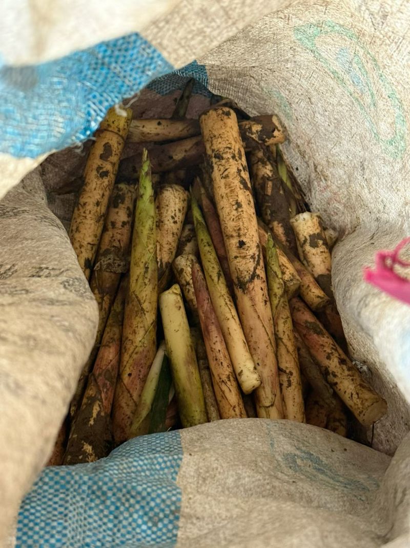 高山油竹笋马上上市