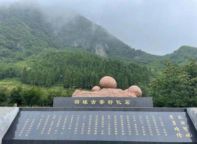 贵州晴隆绿茶黄金芽