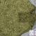 贵州晴隆绿茶黄金芽