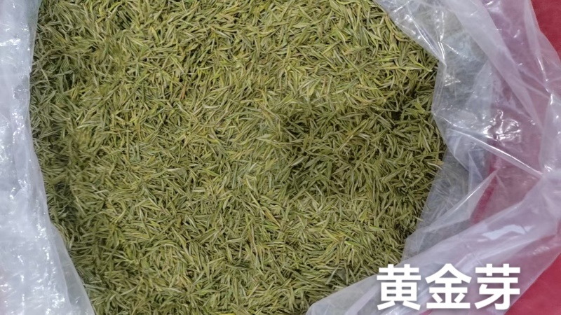 贵州晴隆绿茶黄金芽