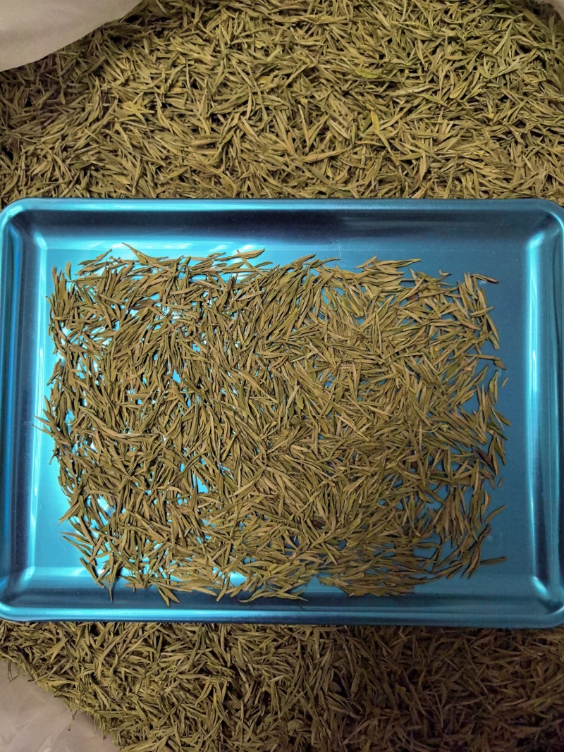 贵州晴隆绿茶黄金芽
