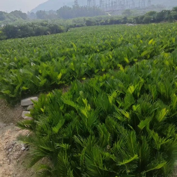 铁树20-30公分